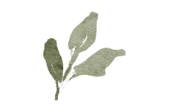 Greenery Green Leaf Watercolor Element and Illustrations