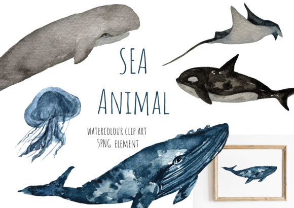 Sea Animal Watercolor Clipart PNG and Illustrations