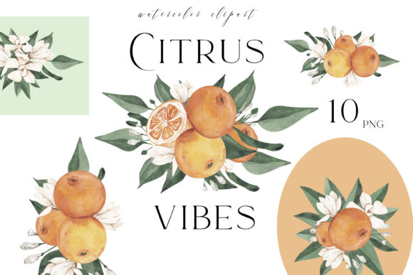 Watercolor Citrus Bouquet Png, Orange Illustrations