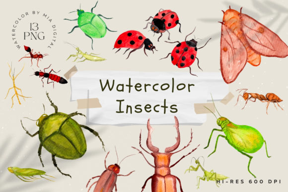Watercolor Insects, Illustrations