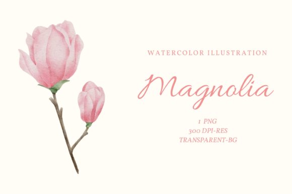 Watercolor Magnolia Clipart and Illustrations
